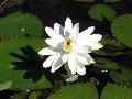 Water Lily / Nymphaea species